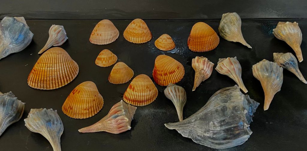 Shells on Galveston Beach