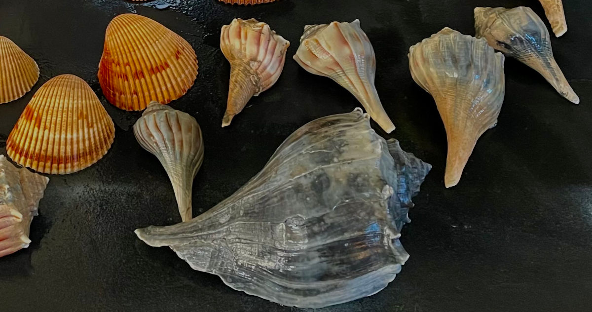 Seashells from Galveston Beach