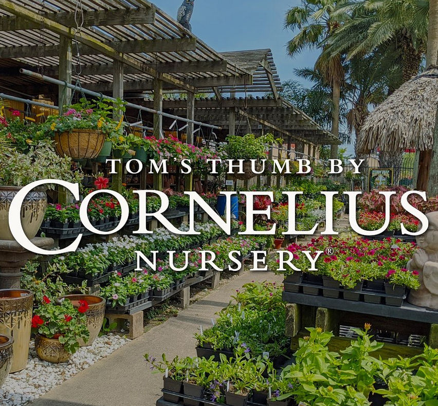 Tom's Thumb Nursery by Cornelius