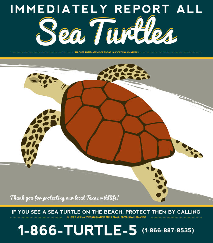 TAMUG Sea Turtle patrol