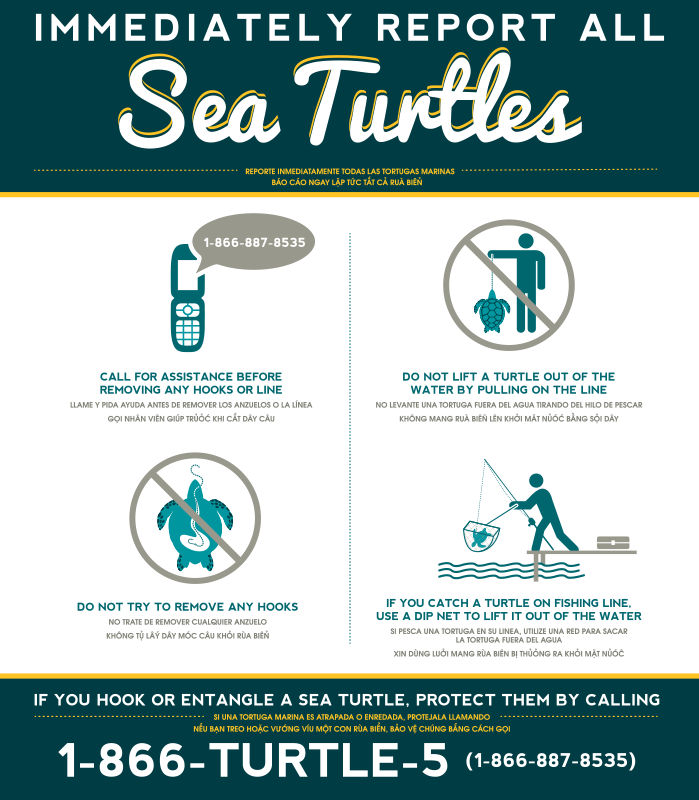 how to report sea turtles