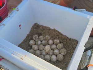 kemps ridley sea turtle eggs