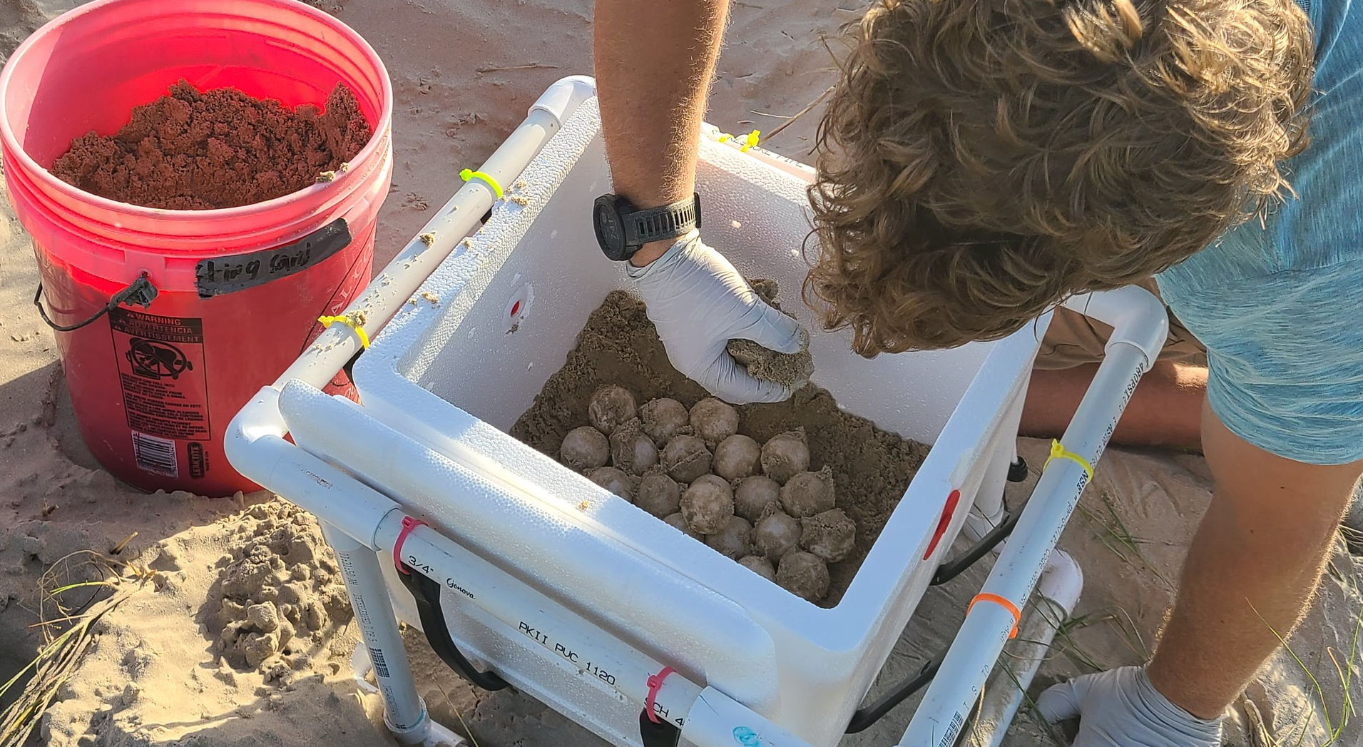 Kemp's Ridley Sea Turtle Eggs Rescue