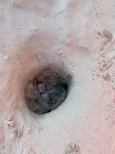 kemps ridley sea turtle nest