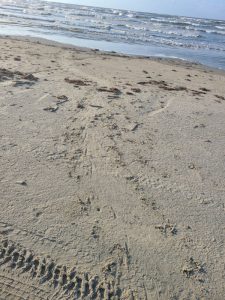 kemps ridley sea turtle tracks
