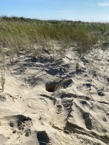 sea turtle eggs sand dune