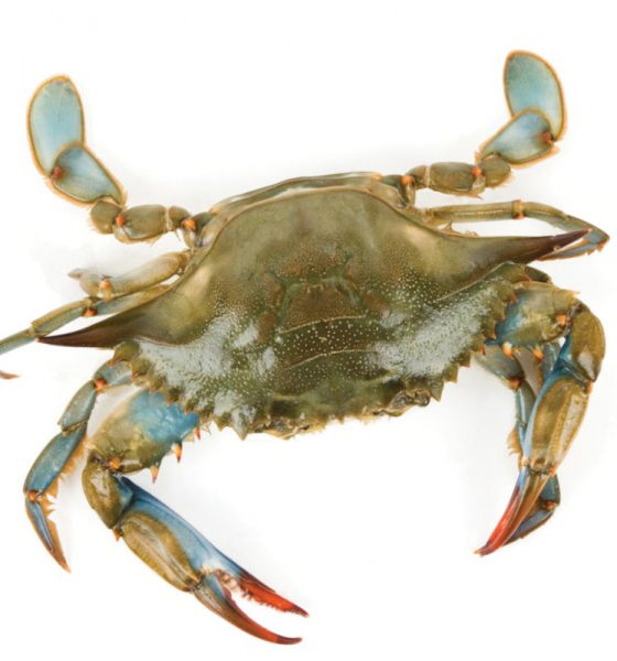Blue crab - crabbing in Galveston