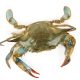 Blue crab - crabbing in Galveston