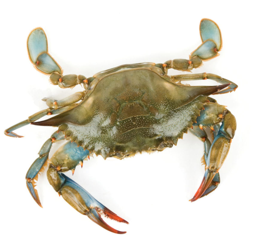 Blue crab from Galveston crabbing
